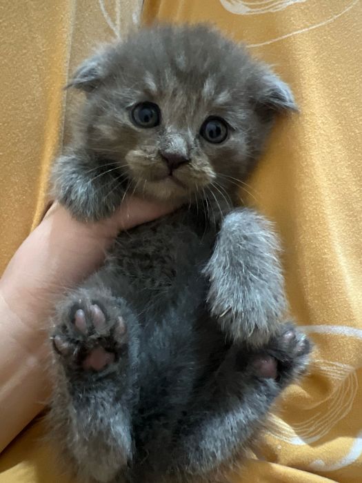 Продается кошка скоттиш страйт