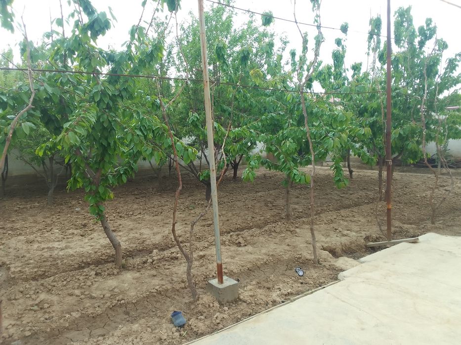 6 sotix xovli sotiladi