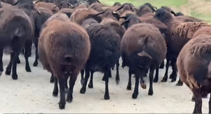 Egizchi boʼgʼoz Qoʼylab tezlik bilan Sotilad 5000 kelishamiz tell +99