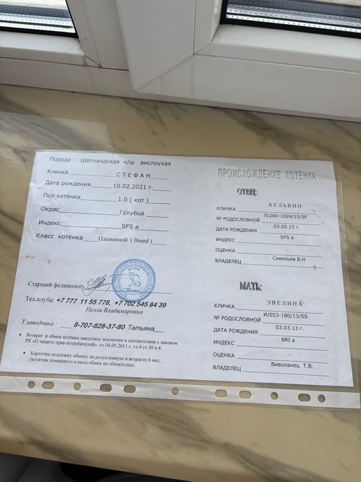 Котенок шотландец мальчик