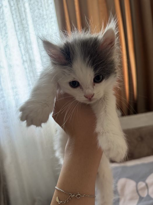 Кошка около 3 месяца в добрые руки