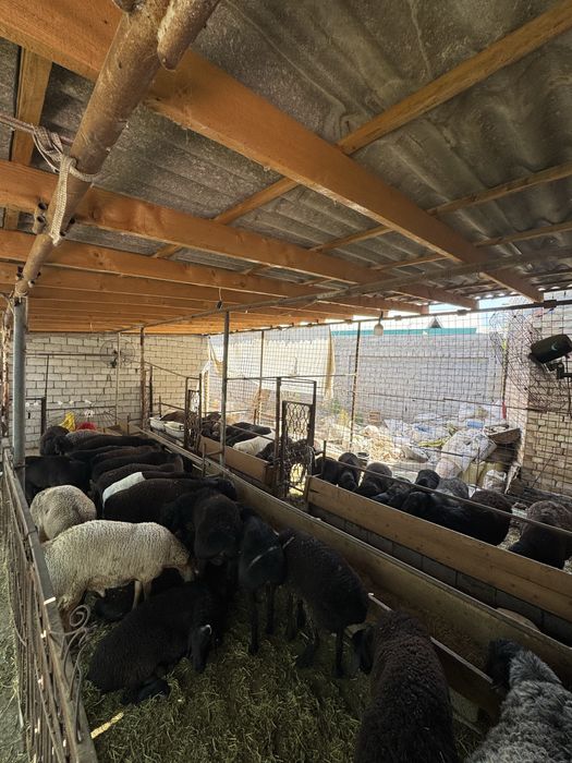 Қўйлар сотилади живой вазнига