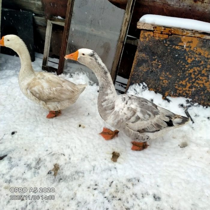 Продам гусей живьём