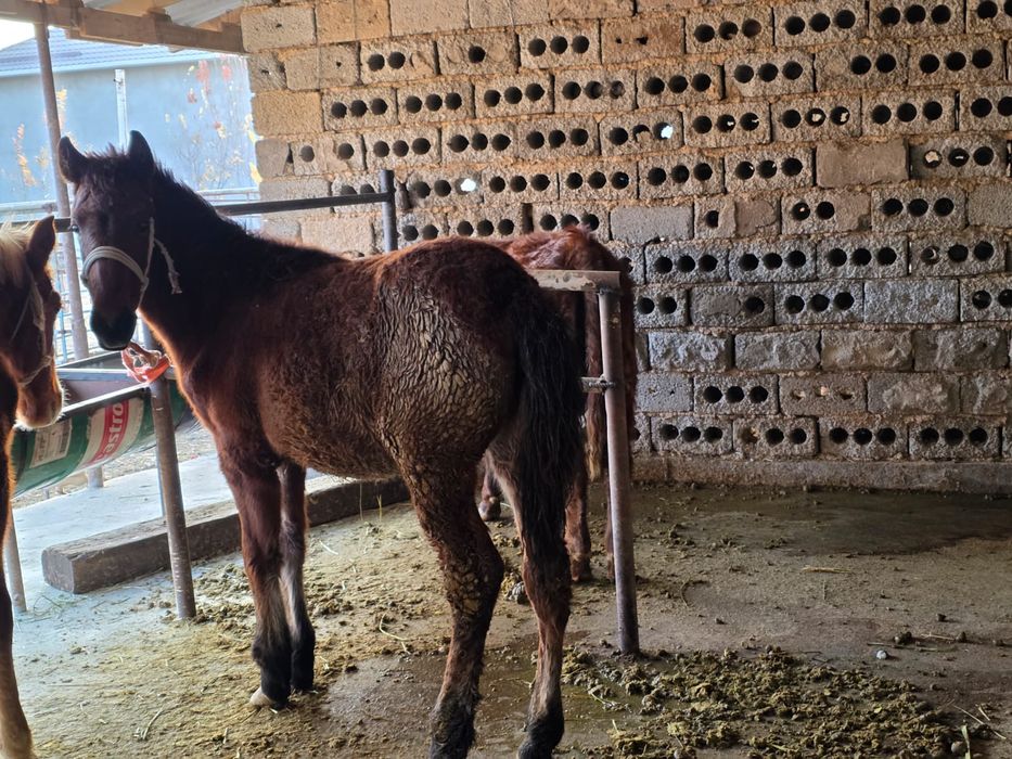 Биылғы жабағилер