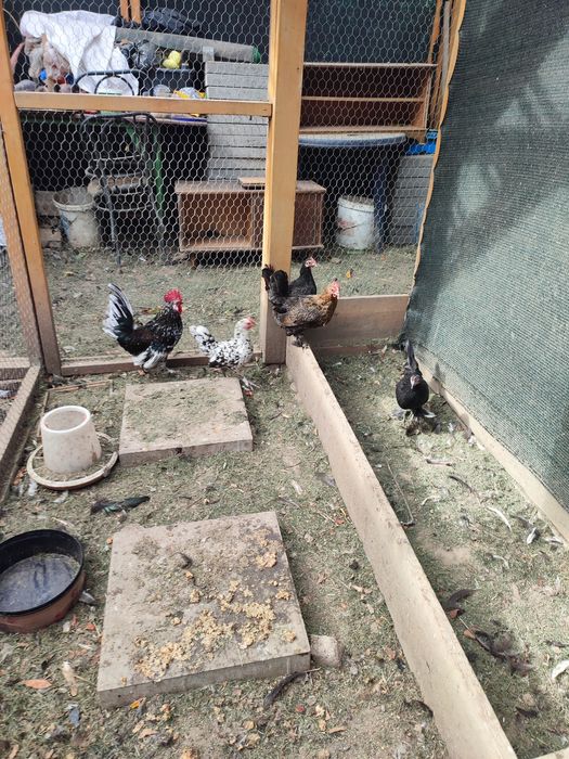 Pereche găinușă pitică cocoș+găină