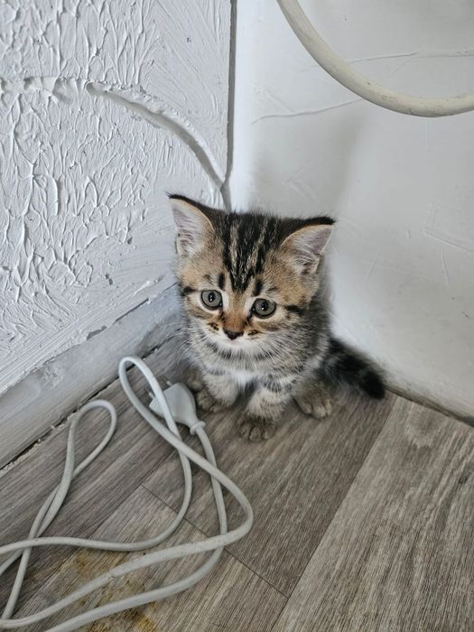 Британские котята