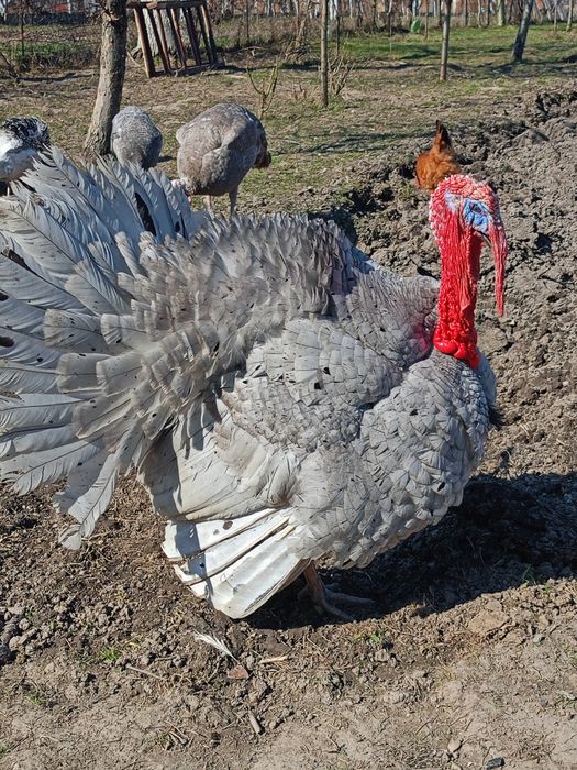 Ouă incubat curci albastre