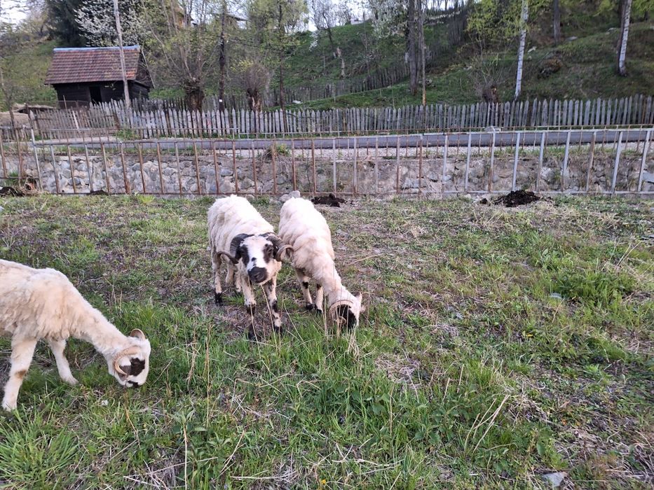 De vânzare noatini și oaie cu doi miei