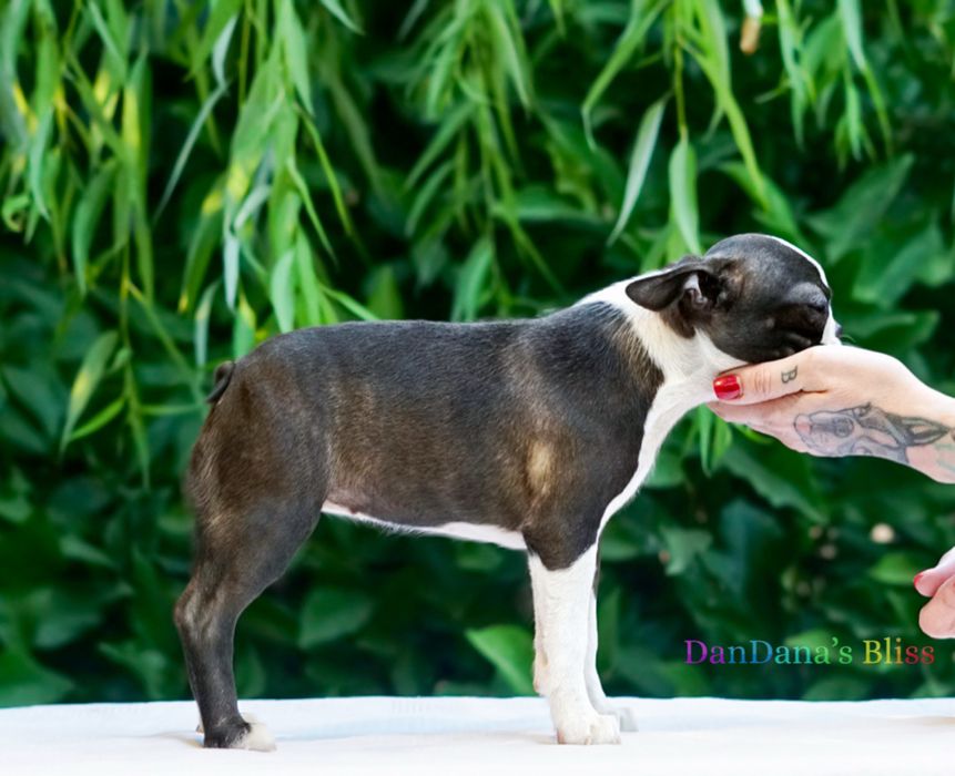 Boston terrier cu pedigree - fetita