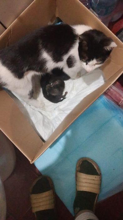 Бесплатно котята и кошка