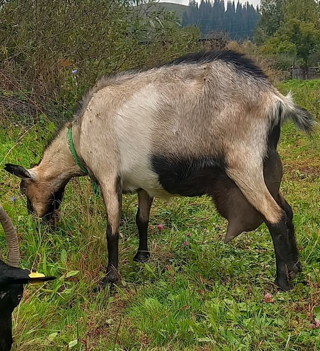 Козлы Альпийские чистопородные