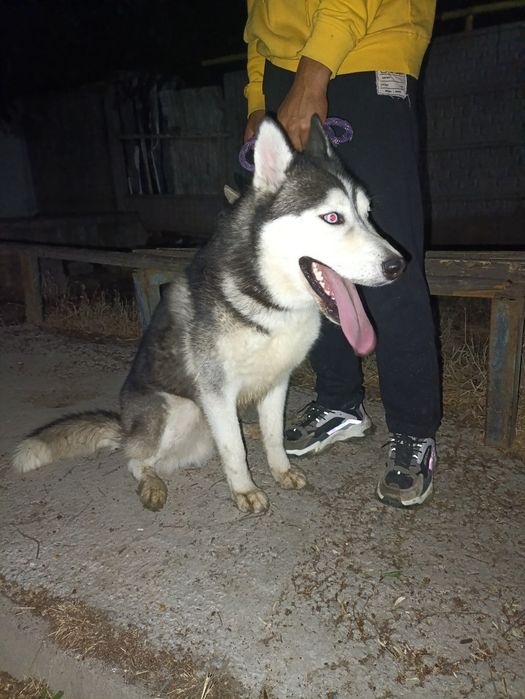 Сибирский хаски „ВЯЗКА"