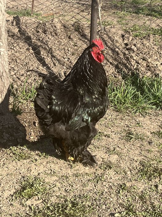 Продам срочно!!!