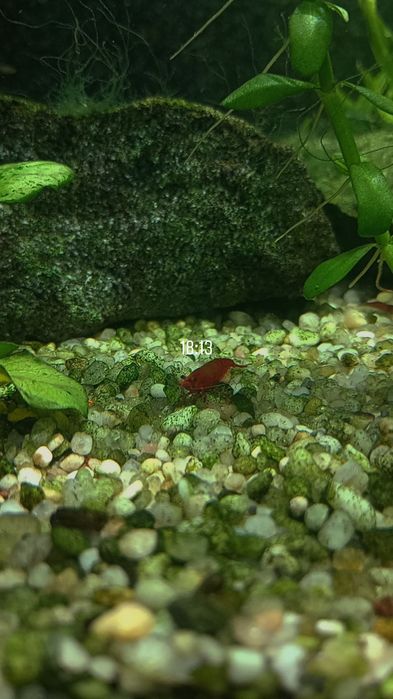 Creveți,moly balon,gupy