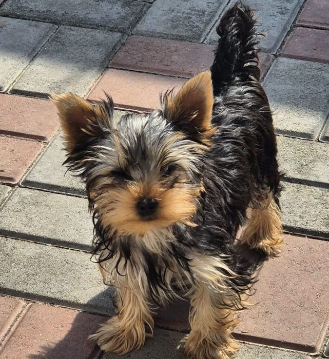 Pui Yorkshire Terrier cu Pedigree - Canisa Home Dog Brigitte