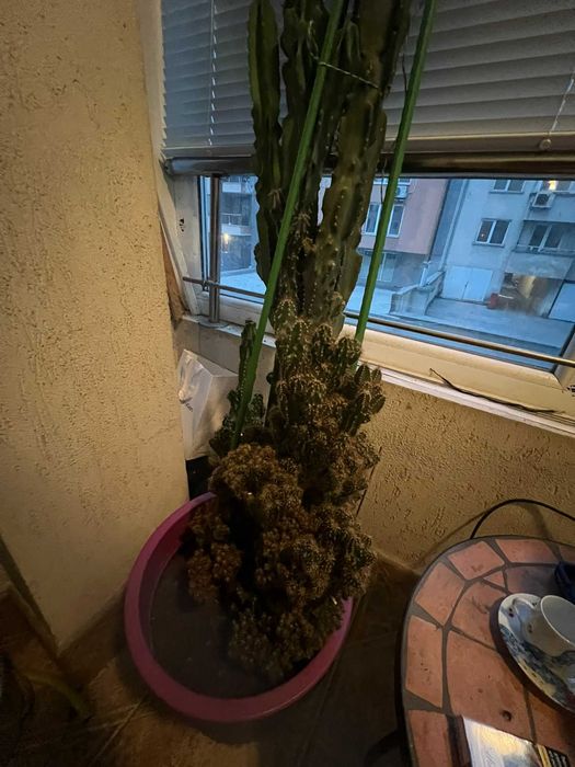 Кактус на 30 години