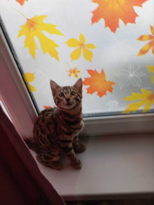 Бенгальский котенок/Бенгал