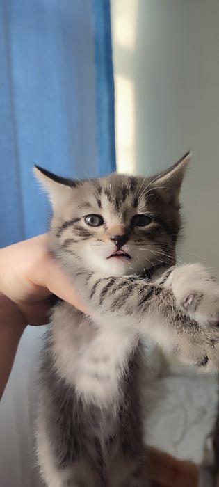 Маленькие драконы (котята)