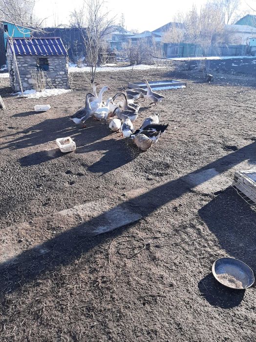 Продам гусей и уток
