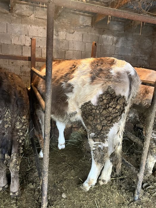 Телочка на откорме