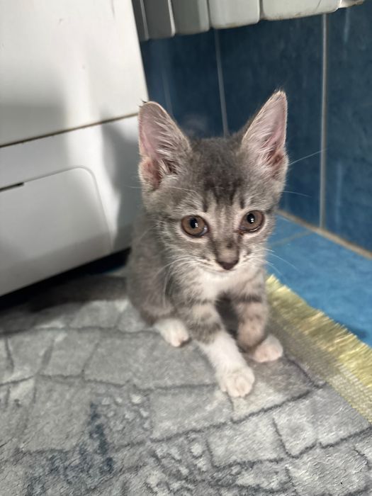 Отдам котенка в добрые руки