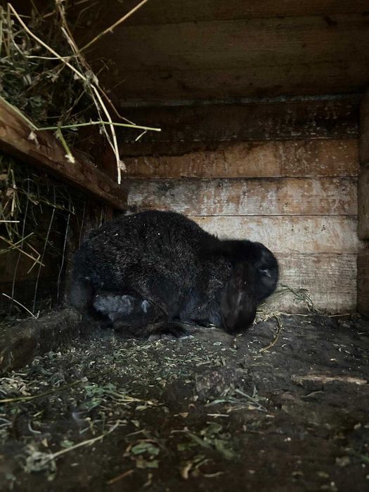 Iepuri de vanzare(Berbec German)