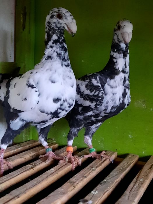 Vând porumbei de frumusețe
