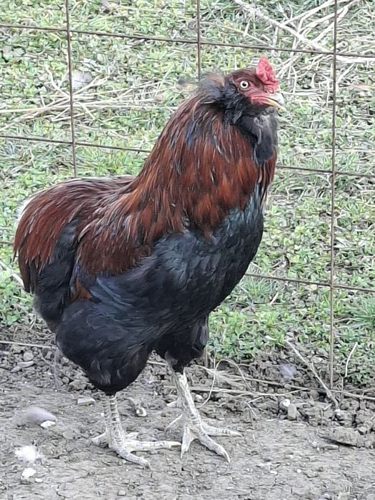 Cocoși  Araucana