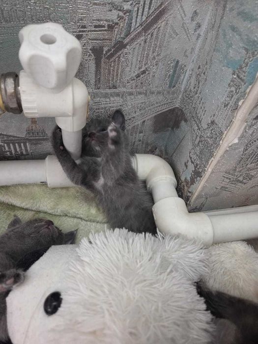 Котята маленьки красивые