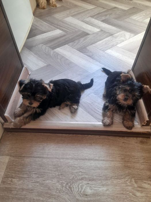 Продаются щенки йоркширского терьера