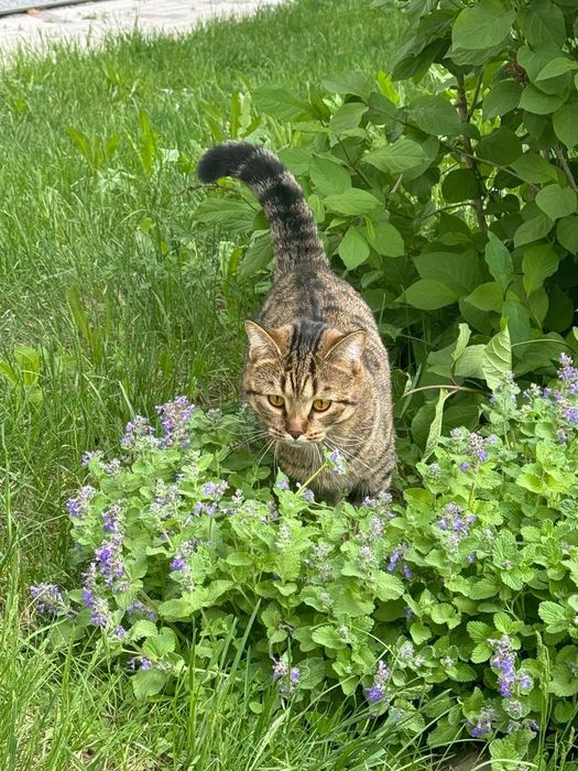 Кот 2 с половиной годика