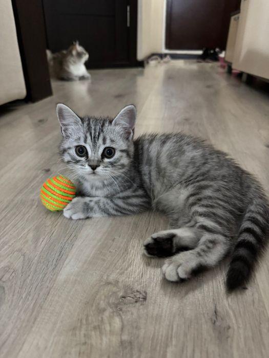 Продам котят британцы