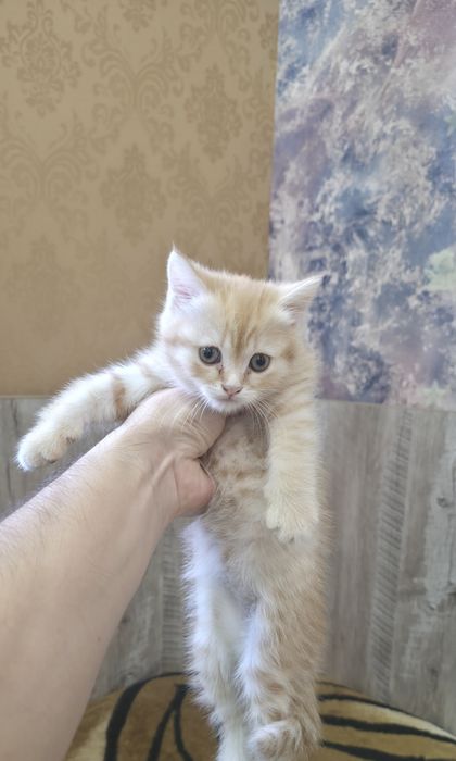 Шотландский скотиш страйт