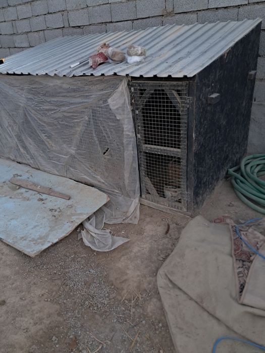 Тауық курица сатылады