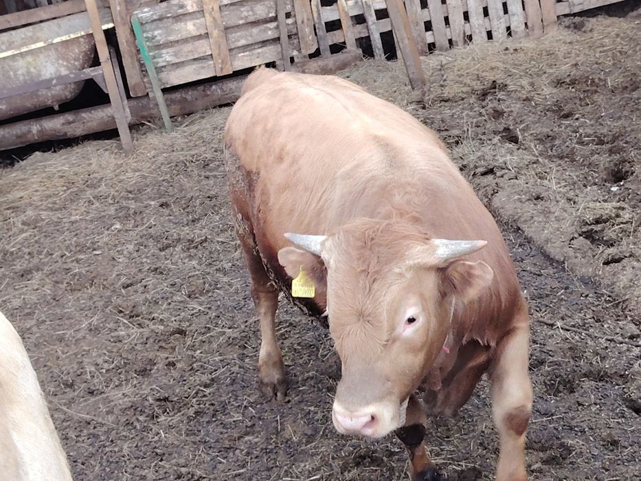 Бұқа сатылады 1жас 2ай