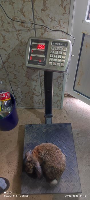 Quyon goʻshti yangi soyib beramiz