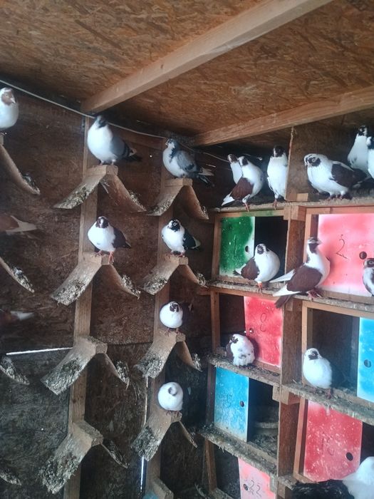 Porumbei jucători de galati