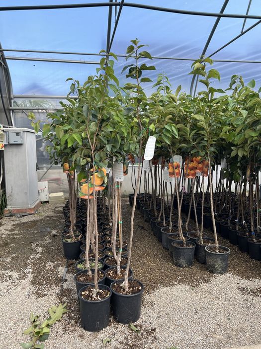 Kaki la ghiveci peste 1m