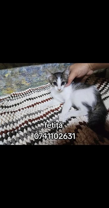 Pisici spre adopție