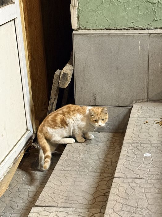 Кошка в ответственные руки