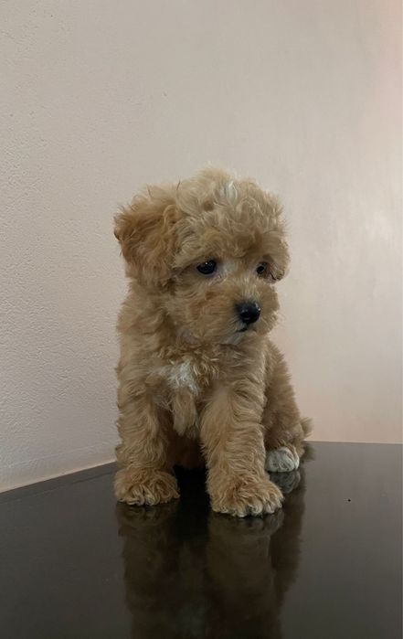 Maltipoo băiețel