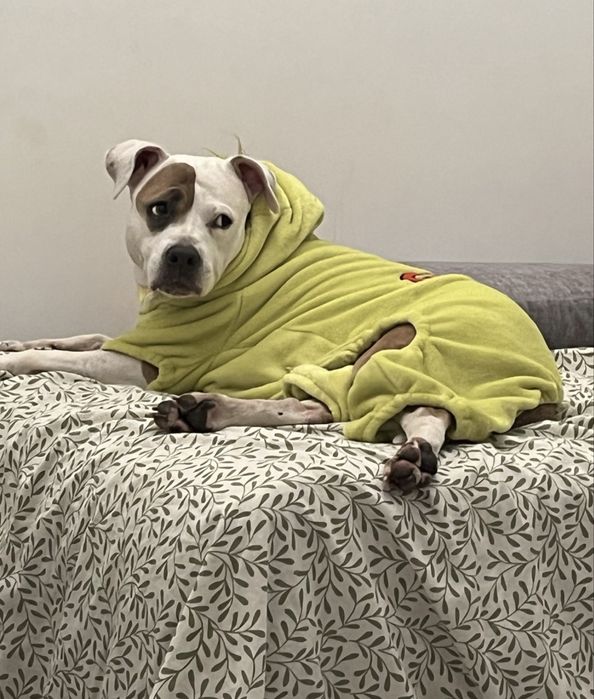 Cautam stapani amstaff