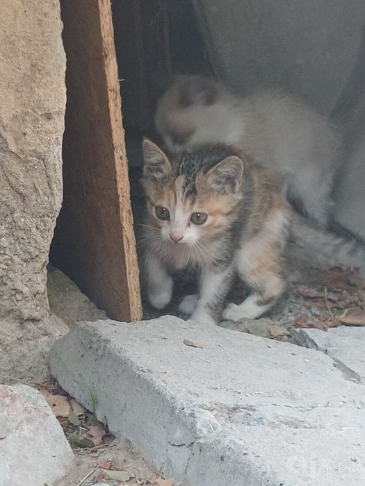 Пристраиваются котята .