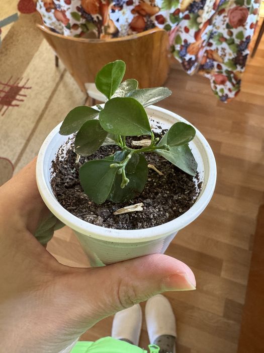 Муррайя (саженцы)