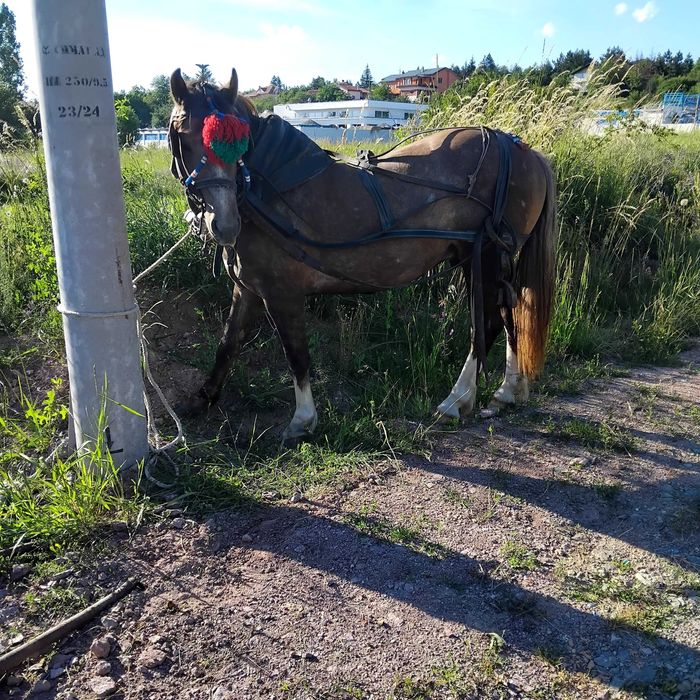 продажба на мъжки кон