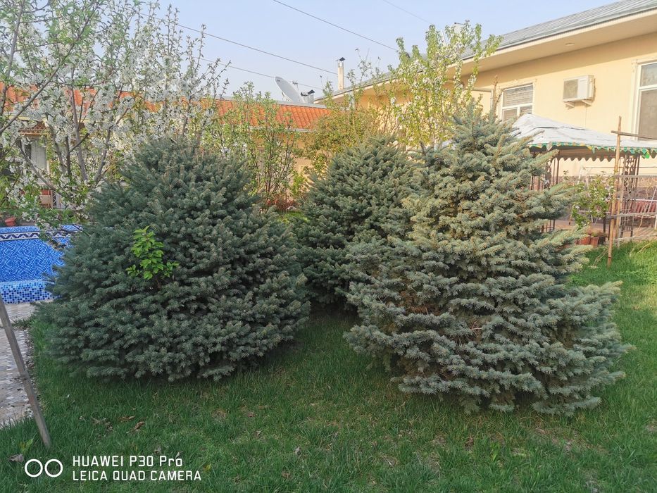 Ели голубые продаются