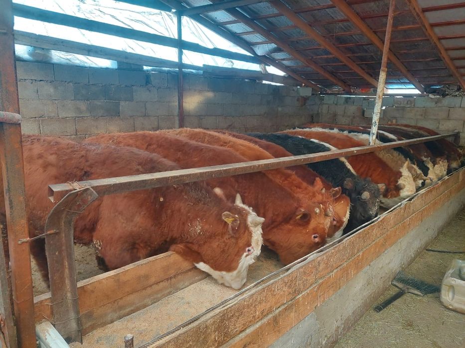 Продаются  бычки