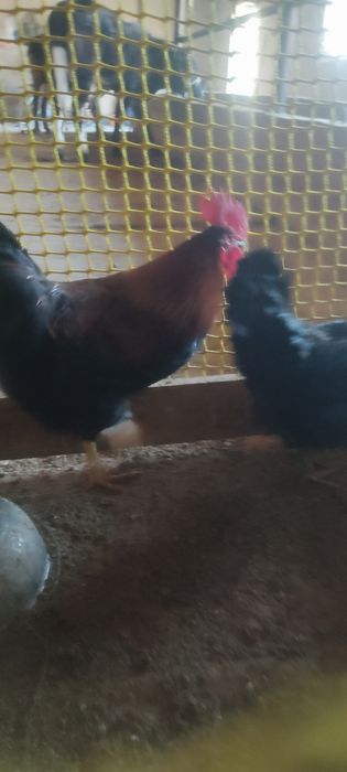 Прадам куры и петухов