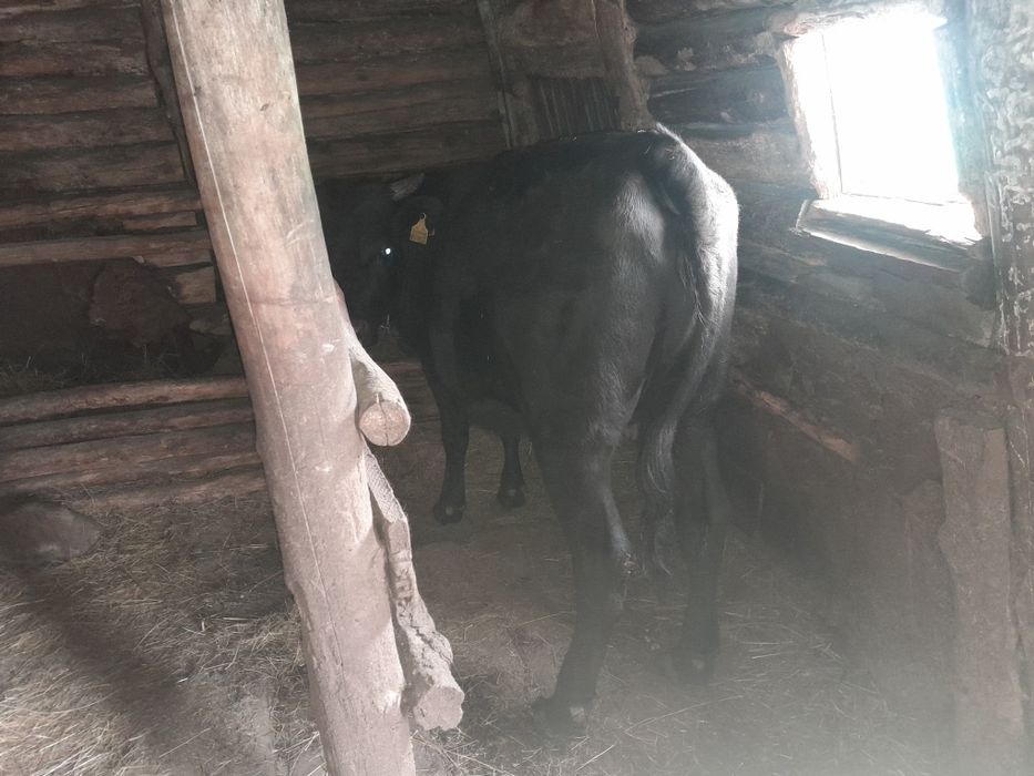 Продам двух тёлок на откорме.