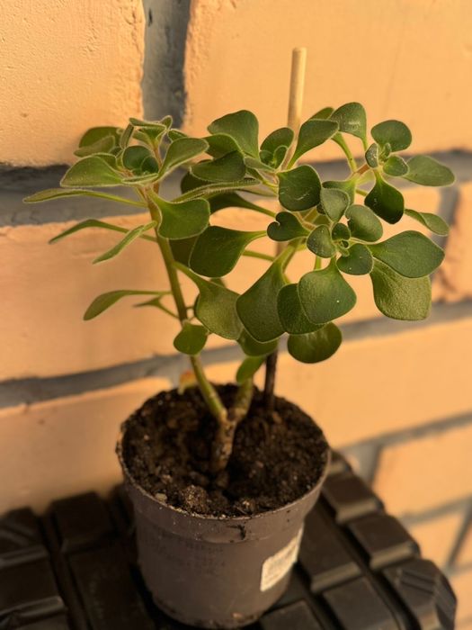 Комнатные цветы в ассортименте